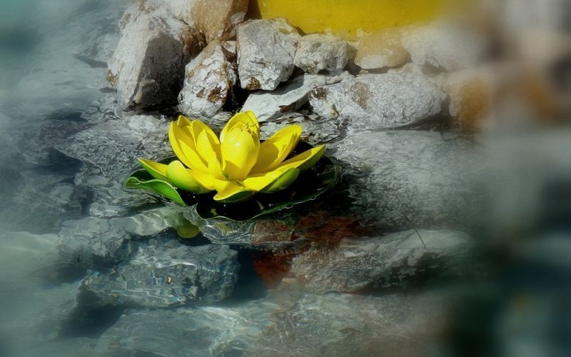 Flor entre rocas